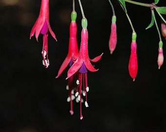 Hardy Fuchsia Seeds (Fuchsia magellanica) 15+ Seeds in Frozen Seed Capsules™ for Seed Saving or Planting Now