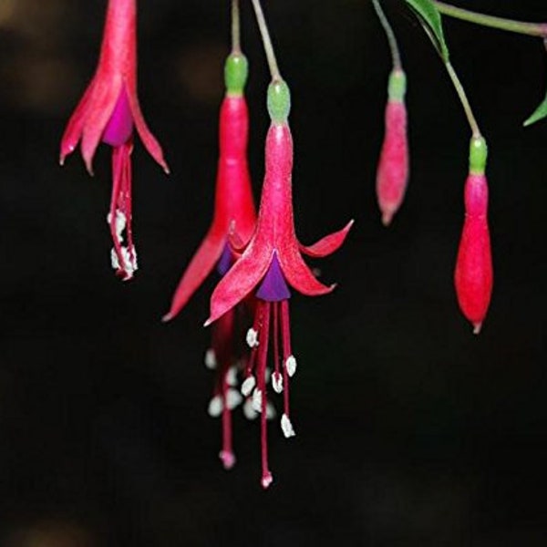 Hardy Fuchsia Seeds (Fuchsia magellanica) 15+ Seeds in Frozen Seed Capsules™ for Seed Saving or Planting Now