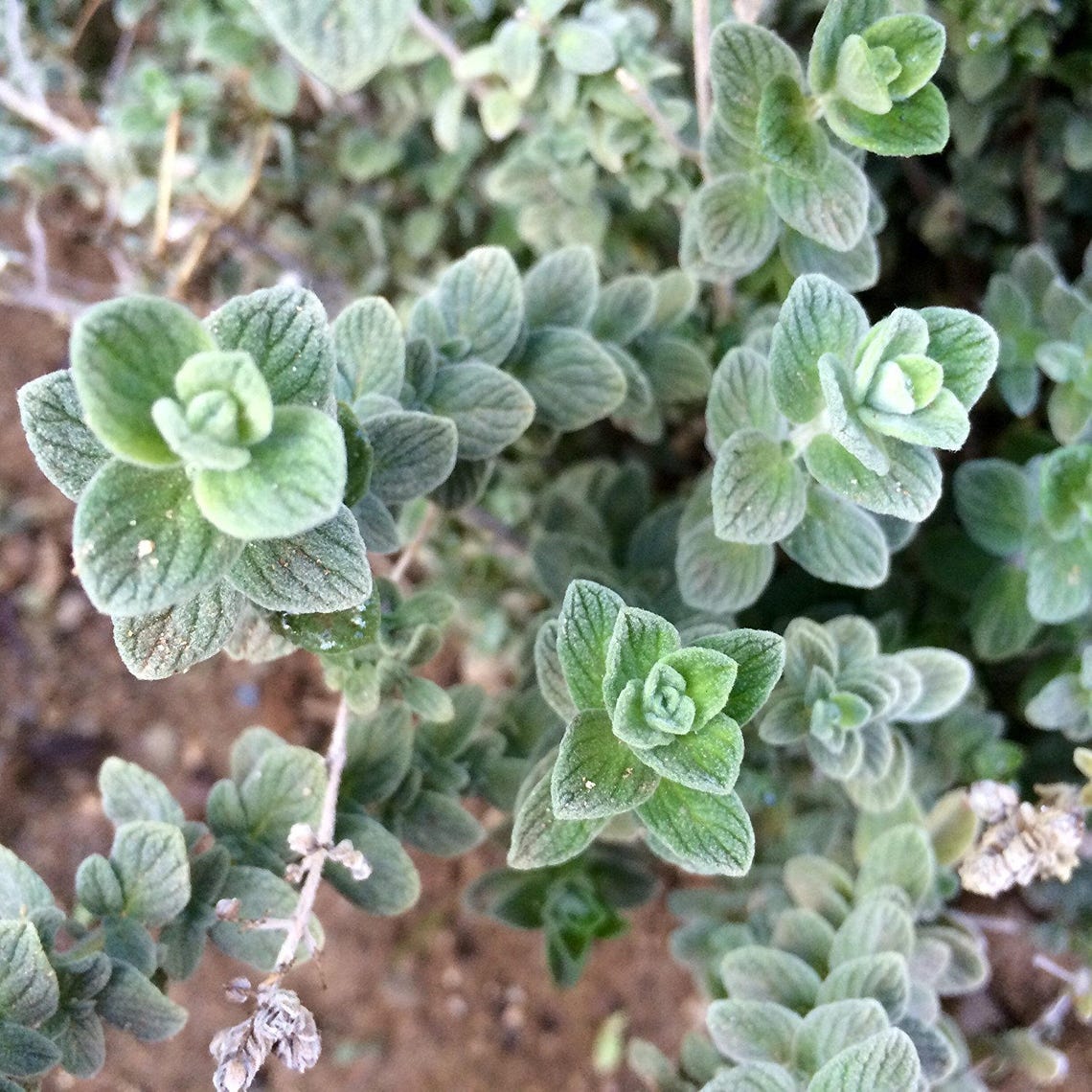 Wild Zaatar Oregano Seeds Origanum syriacum 30 Zaden in Etsy Nederland