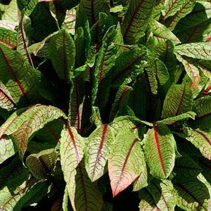 Bloody Dock Seeds (Rumex sanguineus) 40+ Seeds in Frozen Seed Capsules™ for Seed Saving or Planting Now
