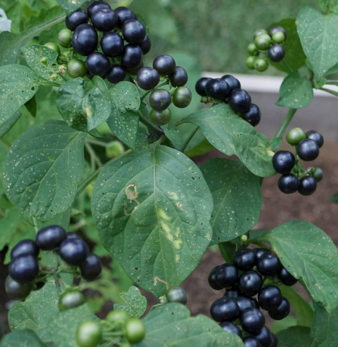 Close up of shiny black berries surrounded by some broad, flat leaves