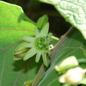 Bat Wing Passion Flower Seeds (Passiflora sexflora) Packet of2 Seeds - Palm Beach Seed Company