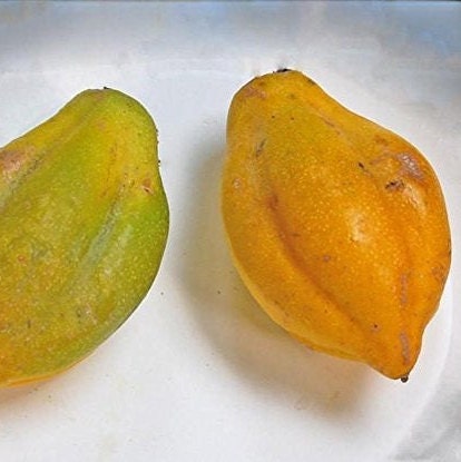 Mountain Papaya Seeds (Carica pubescens) 4+ Seeds in Frozen Seed Capsules™ for Seed Saving or Planting Now 