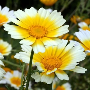 Edible Chrysanthemum Shungiku Seeds (Glebionis coronaria) Packet of  75+ Seeds - Palm Beach Seed Company 