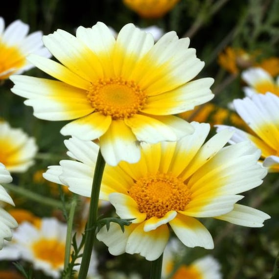 Essbare Chrysanthemen Samen – Würzkraut Mit Gelben Blüten, Etwa 150 Pflanzen