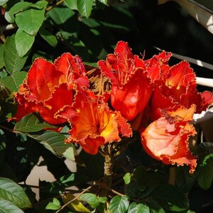 African Tulip Tree Seeds (Spathodea companulata) Packet of 5 Seeds - Palm Beach Seed Company