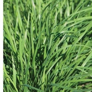 Nira Garlic Chives Seeds (Allium tuberosum) 50+ Seeds in Frozen Seed Capsules™ for Seed Saving or Planting Now 