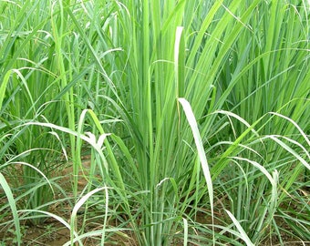 Lemongrass Seeds (Cymbopogon citratus) Packet of 50+ Seeds - Palm Beach Seed Company