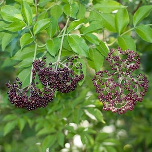 May include: Close-up of a cluster of dark purple elderberries hanging from a branch with green leaves.