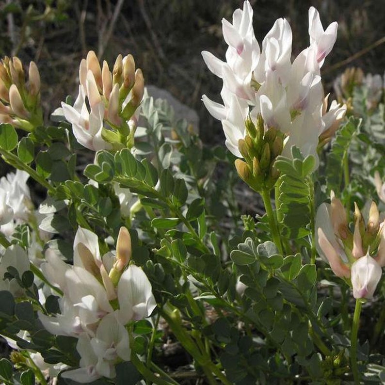 Astragalus Seeds astragalus Membranaceus Packet of 50 Seeds Etsy