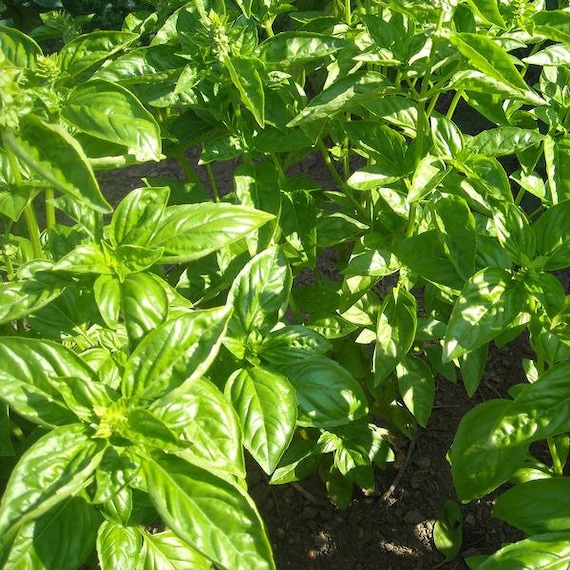 Packet of 50+Seeds Lime Basil Seeds Palm Beach Seed Company Ocimum