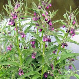 Comfrey Seeds (Symphytum officinale) 10+ Seeds in Frozen Seed Capsules™ for Seed Saving or Planting Now