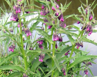 Comfrey Seeds (Symphytum officinale) 10+ Seeds in Frozen Seed Capsules™ for Seed Saving or Planting Now