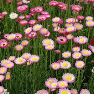 Acrolinium Seeds (Rhodanthe chlorocephala rosea) Packet of 50 Seeds - Palm Beach Seed Company