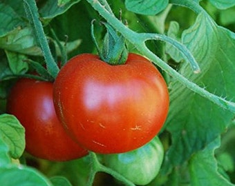 Sub Arctic Plenty Tomatenzaden - 10+ Zaden in Bevroren Zaadcapsules™ voor zaadbesparing of nu planten 