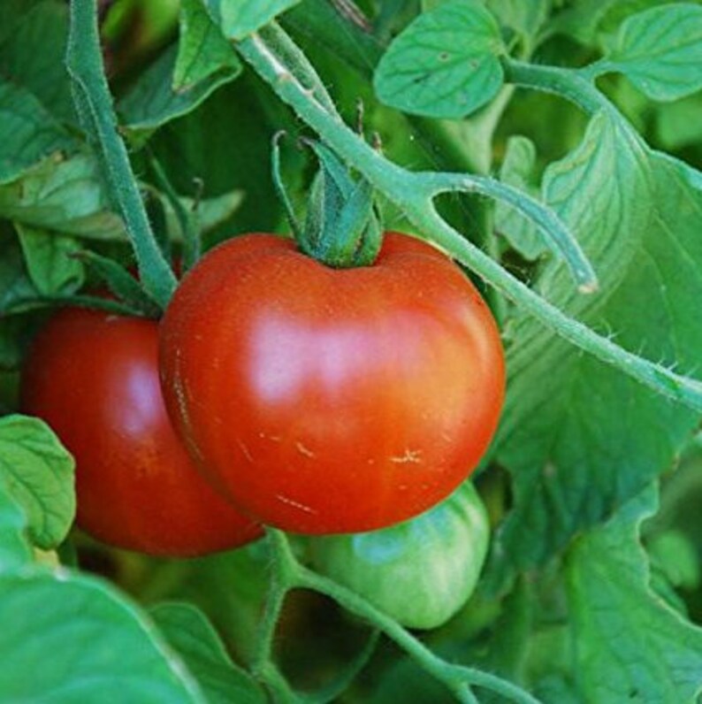 Palm Beach Seed Company Sub Arctic Plenty Tomato Seeds
