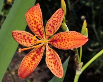 Leopard Lily Seeds (Belamcanda chinensis)Packet of  20+ Seeds - Palm Beach Seed Company
