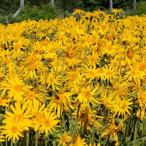 European Arnica Seeds (Arnica montana) Packet of 20 Seeds - Palm Beach Seed Company