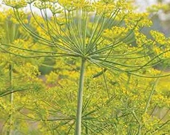 Bouquet Dill Seeds (Anethum graveolens) Packet of 50 Seeds - Palm Beach Seed Company