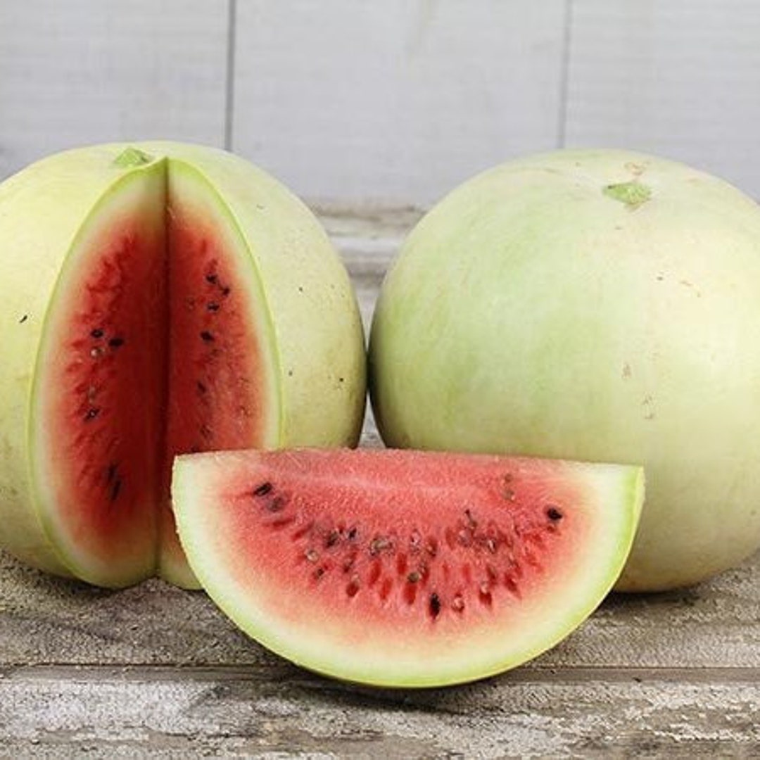 King and Queen of Winter Watermelon Seeds Packet of 10 Seeds Palm Beach
