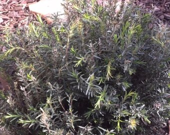 Spiked Zaatar Seeds (Thymbra spicata) Packet of 10 Seeds - Palm Beach Seed Company