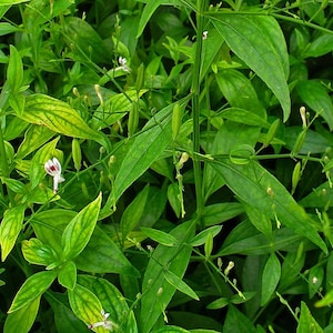 May include: A close-up of a green leafy plant with small white flowers. The plant has a vibrant green color and the leaves are long and narrow.