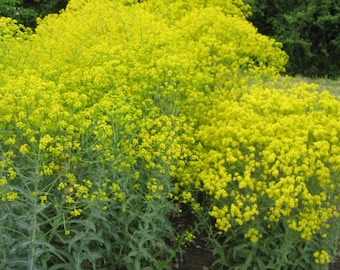 Woad Seeds (Isatis tinctoria) Packet of 20 Seeds - Palm Beach Seed Company