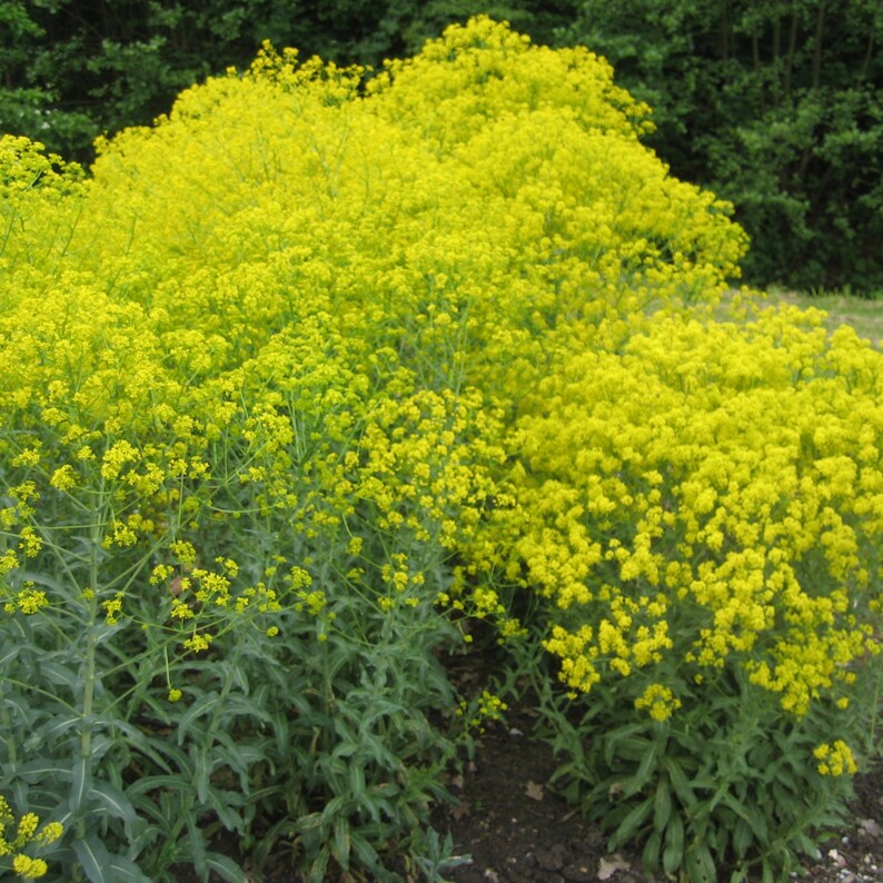 Woad Seeds Isatis tinctoria Packet of 20 Seeds Palm Beach Seed Company image 1