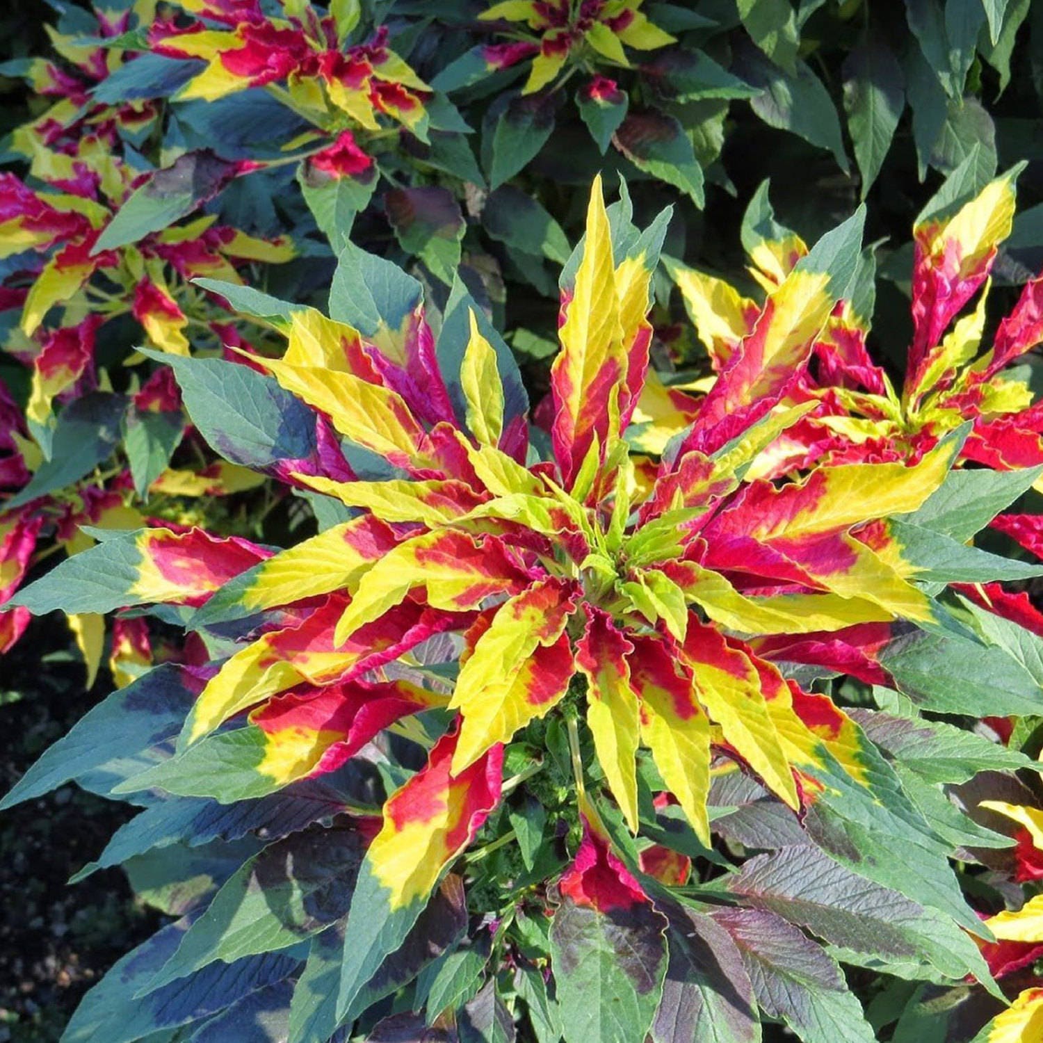 Joseph's Coat Perfecta Amaranth Seeds (Amaranthus tricolour) Packet of 40 Seeds - Palm Beach Seed Company