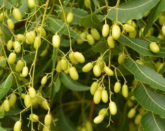 Neem Tree Seeds (Azadirachta indica) Packet of 3 Seeds - Palm Beach Seed Company
