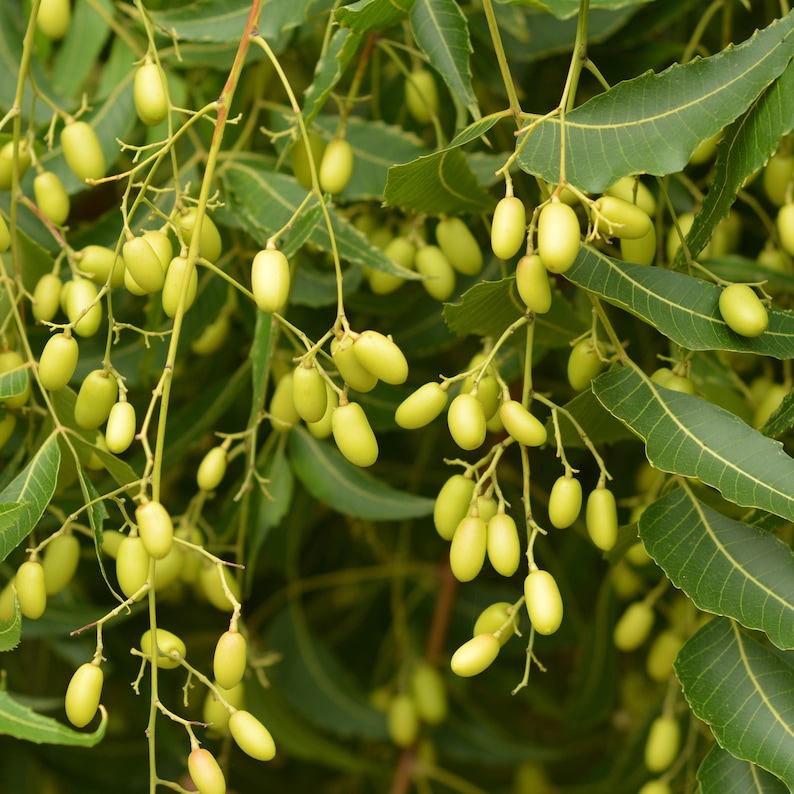 Neem Tree Seeds Azadirachta indica 3 Seeds in Frozen Seed Etsy