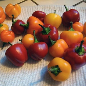 Sweet Cherry Pepper Seeds - Packet of 10 Seeds - Palm Beach Seed Company 