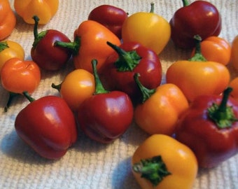 Sweet Cherry Pepper Seeds - 10+ Seeds in Frozen Seed Capsules™ for Seed Saving or Planting Now 