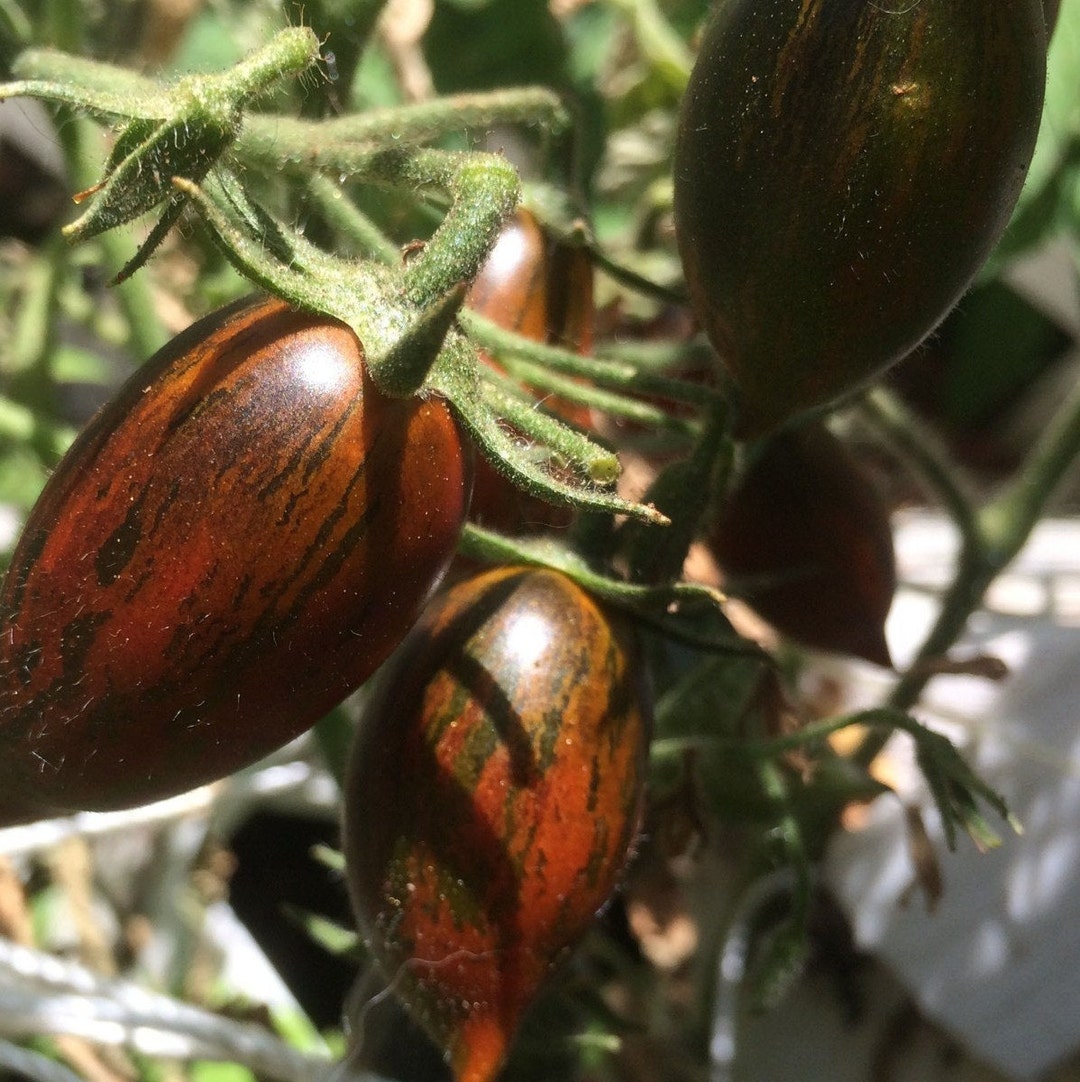 Brad's Atomic Grape Tomato Seeds 20 Seeds in Frozen Seed Capsules™ for