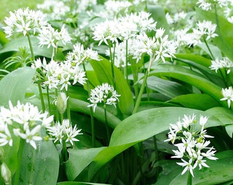 Wild Garlic Seeds (Allium canadense) Packet of 10 Seeds - Palm Beach Seed Company