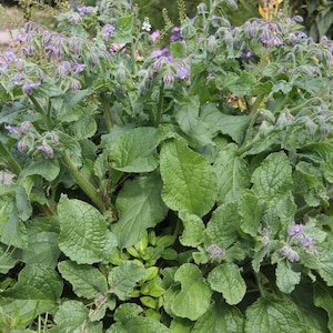 Borage Seeds Borago officinalis 50 Seeds in Frozen Seed Capsules™ for Seed Saving or Planting Now image 1