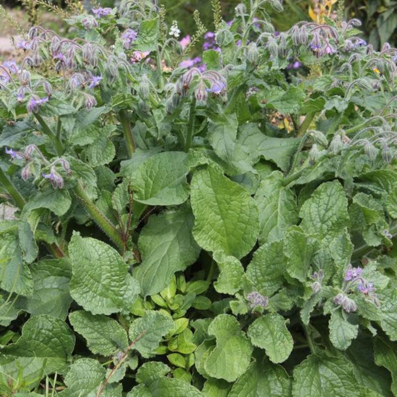 Borage Seeds Borago officinalis Packet of 50 Seeds Palm Beach Seed Company image 1