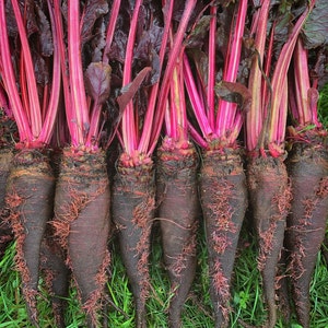 Crapaudine Beet Seeds - Packet of 50 Seeds - Palm Beach Seed Company