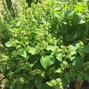 Peruvian Basil Seeds (Ocimum micranthum) 20+ Seeds in Frozen Seed Capsules™ for Seed Saving or Planting Now 