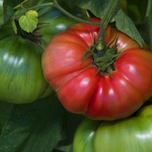 Pruden&#39;s Purple Tomato Seeds - Packet of 10 Seeds - Palm Beach Seed Company 