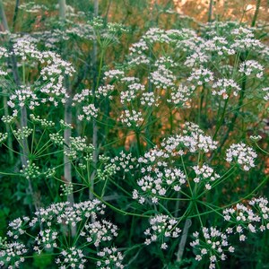 Anise Seeds Pimpinella anisum Packet of 50 Seeds Palm Beach Seed Company image 3