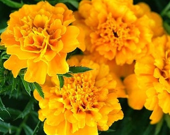 Gypsy Sunshine French Marigold Seeds Packet of 40 Seeds - Palm Beach Seed Company
