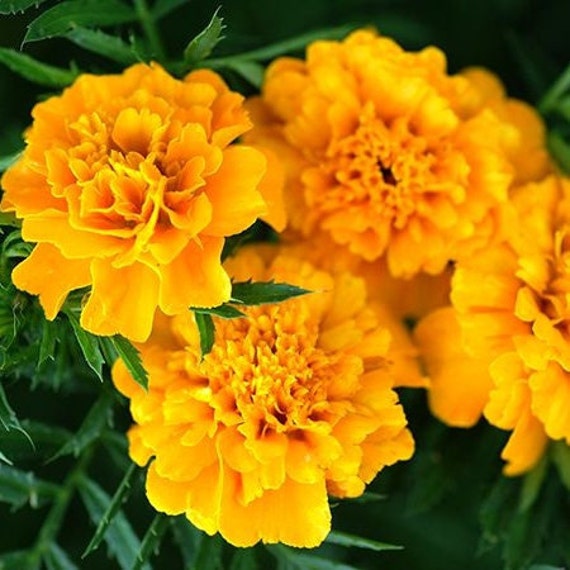 How To Grow Summer Marigolds From Seed In  Days Or Less