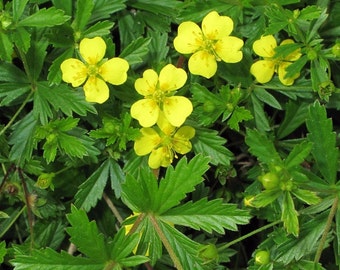 Tormentil Seeds (Potentilla tormentilla) Packet of 20 Seeds - Palm Beach Seed Company