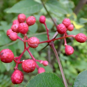 Prickly Ash Tree Seeds (Zanthoxylum americanum) Packet of 25 Seeds - Palm Beach Seed Company