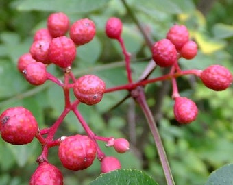 Prickly Ash Tree Seeds (Zanthoxylum americanum) Packet of 25 Seeds - Palm Beach Seed Company