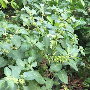 May include: A close-up of a green leafy plant with small, round, light green fruits. The plant is growing in a garden setting.