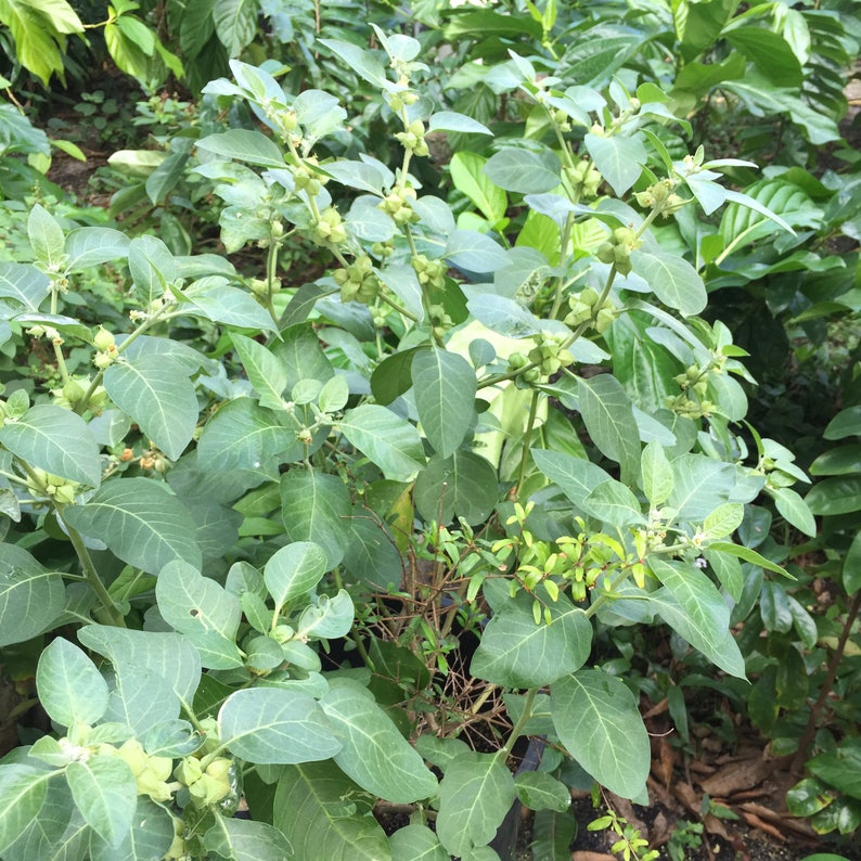 May include: A close-up of a green leafy plant with small, round, light green fruits. The plant is growing in a garden setting.