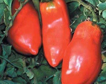 Opalka Tomato Seeds - Packet of 10 Seeds - Palm Beach Seed Company 