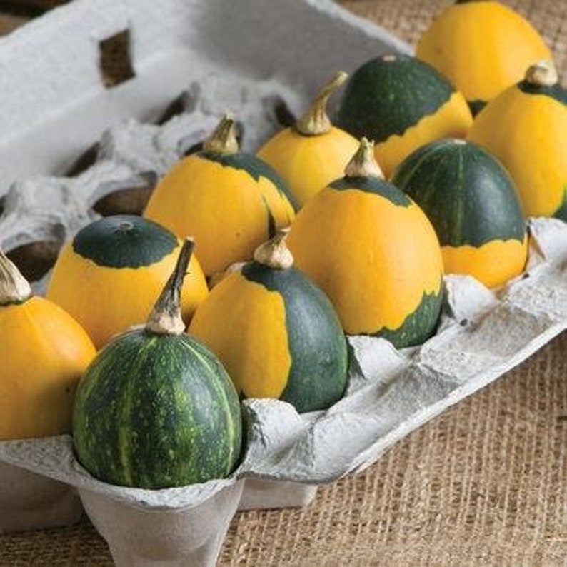 Goblin Eggs Mix Gourd Seeds Cucurbita Pepo Packet of 10 | Etsy